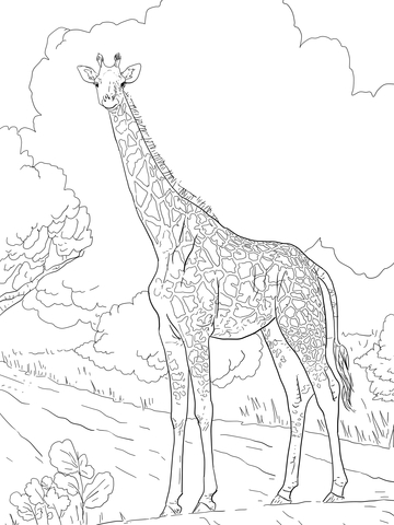 Female Masai Giraffe Coloring Page